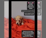 Small Havapoo