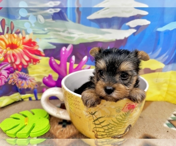 Medium Photo #4 Yorkshire Terrier Puppy For Sale in CASSVILLE, MO, USA