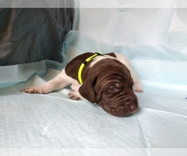 Medium Photo #4 German Shorthaired Pointer Puppy For Sale in BLUE SPRINGS, MS, USA