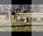 Small Photo #12 Great Pyrenees Puppy For Sale in HAWKINSVILLE, GA, USA
