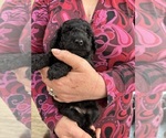 Small Photo #23 Poodle (Miniature) Puppy For Sale in EAST AMHERST, NY, USA
