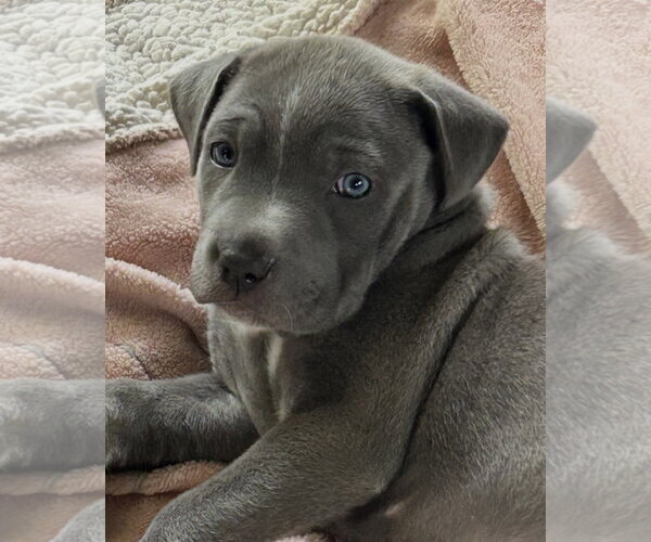 Medium Photo #2 Mutt Puppy For Sale in Rockaway, NJ, USA