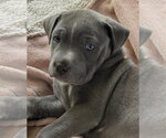 Small #1 Mutt