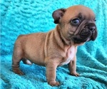 Small #1 French Bulldog