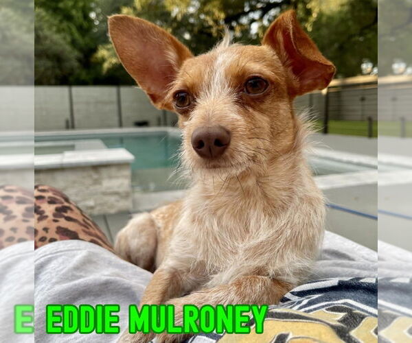 Medium Photo #12 Dachshund-Unknown Mix Puppy For Sale in San Antonio, TX, USA