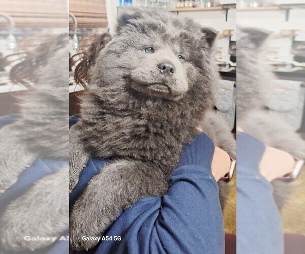 Medium Photo #1 Chow Chow Puppy For Sale in NYSSA, OR, USA