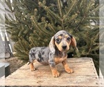 Small Dachshund
