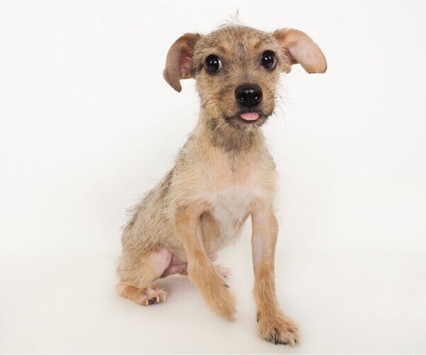Medium Photo #3 Mutt Puppy For Sale in Phoenix, AZ, USA