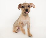 Small #2 Mutt