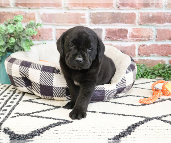 Medium Photo #2 Labrador Retriever Puppy For Sale in SYRACUSE, IN, USA
