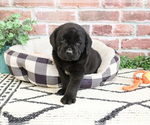 Small #1 Labrador Retriever
