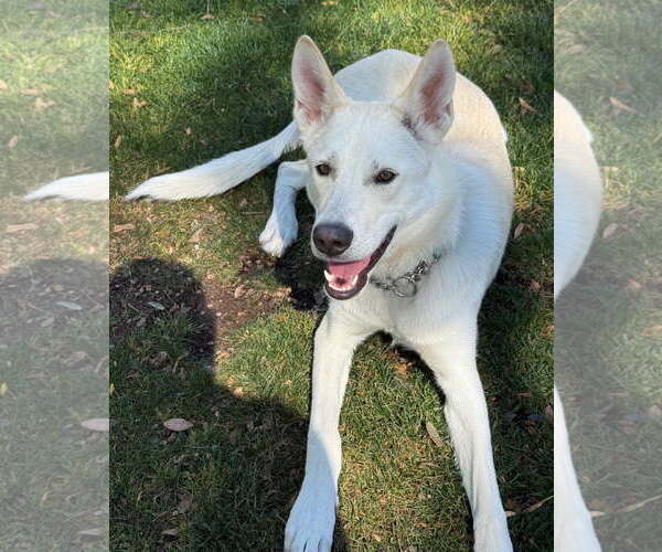 Medium Photo #4 - Mix Puppy For Sale in Phoenix, AZ, USA