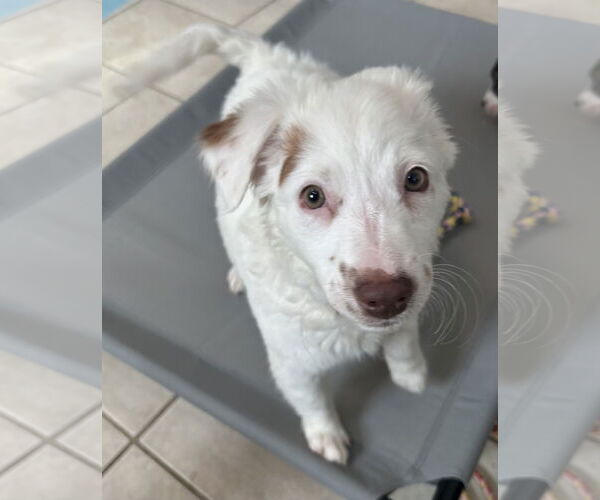 Medium Photo #5 Australian Shepherd-Unknown Mix Puppy For Sale in Stephens City, VA, USA