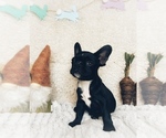 Small Photo #2 French Bulldog Puppy For Sale in GREENVILLE, TX, USA