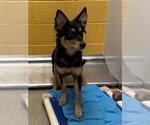 Small Australian Shepherd Mix
