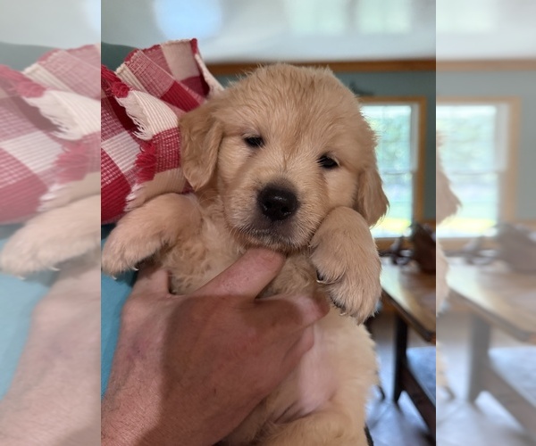 Medium Photo #1 Golden Retriever Puppy For Sale in LA PLATA, MD, USA