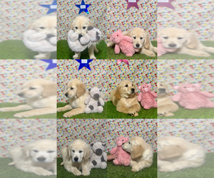 Golden Retriever Puppy for Sale in COLTON, California USA
