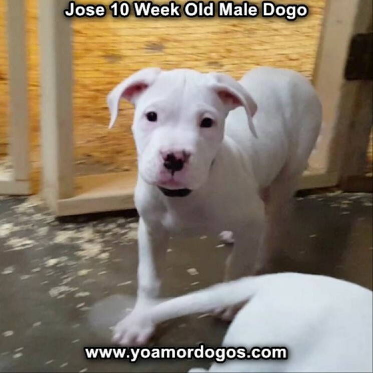 Medium Photo #59 Dogo Argentino Puppy For Sale in PINEVILLE, MO, USA