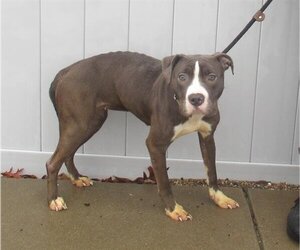 American Pit Bull Terrier-Unknown Mix Dogs for adoption in Louisville, KY, USA