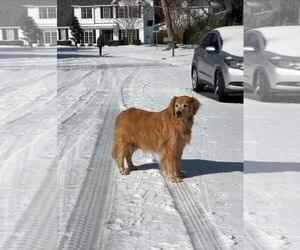 Golden Retriever Dogs for adoption in Murrells Inlet, SC, USA