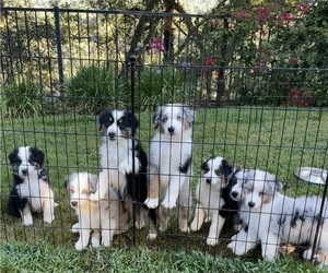Miniature Australian Shepherd Litter for sale in LA CANADA FLINTRIDGE, CA, USA
