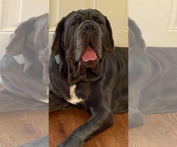 Medium Photo #2 Neapolitan Mastiff Puppy For Sale in Ellisville, MO, USA