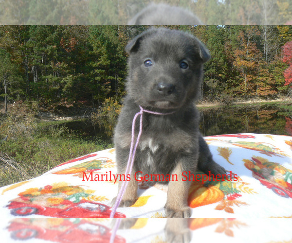 Medium Photo #6 German Shepherd Dog Puppy For Sale in PIEDMONT, MO, USA