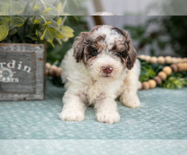Medium Photo #4 Poodle (Miniature) Puppy For Sale in FARWELL, MI, USA