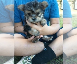 Yorkshire Terrier Puppy for sale in SMITHFIELD, NC, USA