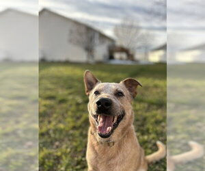 Texas Heeler Dogs for adoption in Ogden, UT, USA