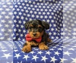 Small Photo #6 Aussiedoodle Miniature  Puppy For Sale in NOTTINGHAM, PA, USA