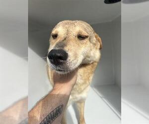 German Shepherd Dog-Unknown Mix Dogs for adoption in Houston, TX, USA