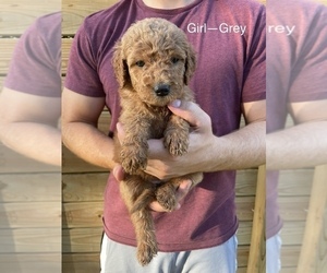 Goldendoodle Puppy for sale in COLLEGE STATION, TX, USA