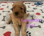 Small Photo #4 Golden Retriever Puppy For Sale in FRESNO, CA, USA