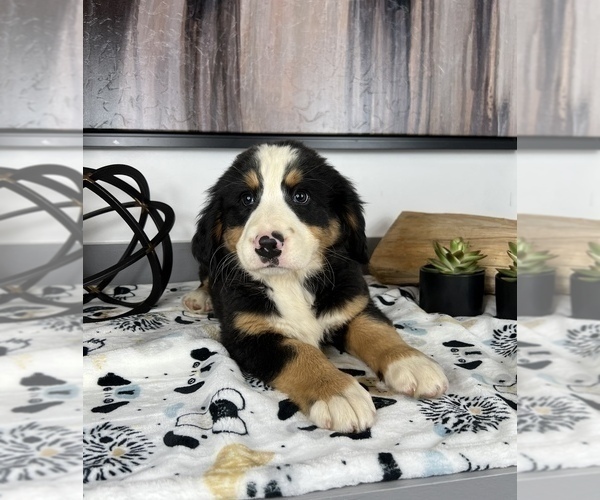 Medium Photo #4 Bernese Mountain Dog Puppy For Sale in FRANKLIN, IN, USA