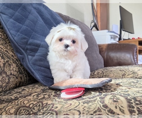 Medium Photo #4 Maltese Puppy For Sale in SANTA CLARITA, CA, USA