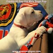 Small Photo #273 Dogo Argentino Puppy For Sale in PINEVILLE, MO, USA