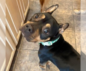 Mutt Dogs for adoption in OKLAHOMA CITY, OK, USA