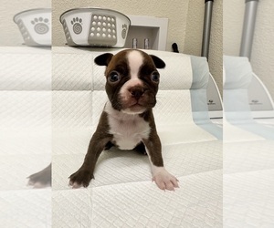 Boston Terrier Litter for sale in JACKSONVILLE, NC, USA