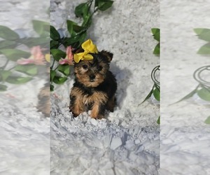 Yorkshire Terrier Puppy for sale in INDIANAPOLIS, IN, USA