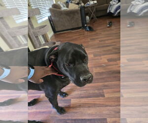 American Pit Bull Terrier-Labrador Retriever Mix Dogs for adoption in Chandler, AZ, USA