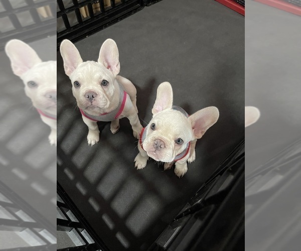 Medium Photo #1 French Bulldog Puppy For Sale in SAN BERNARDINO, CA, USA
