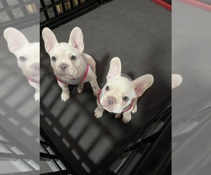 French Bulldog Litter for sale in SAN BERNARDINO, CA, USA