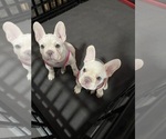 Small French Bulldog