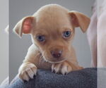 Small #5 Chihuahua