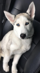 Siberian Husky Puppy for sale in MANHASSET, NY, USA