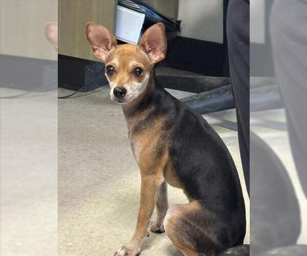 Medium Photo #1 Chihuahua Puppy For Sale in Plano, TX, USA