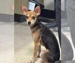 Small Chihuahua
