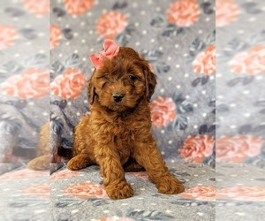 Irish Doodle Puppy for sale in PEACH BOTTOM, PA, USA