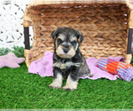 Small #2 Schnauzer (Miniature)